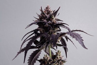 Auto Ginger Punch